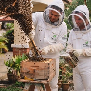 Bee Relocation Service