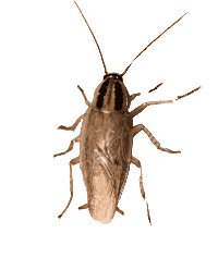 Cockroaches