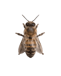 Bees