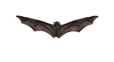 Bat